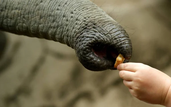 Primer Plano Mano Humana Sosteniendo Una Cuerda — Foto de Stock