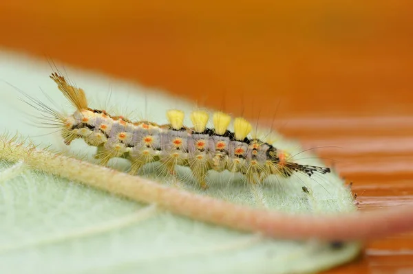 Raupenwurm Naturinsekt — Stockfoto