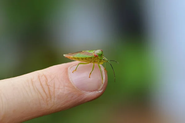 Bug Finger — Stock Photo, Image