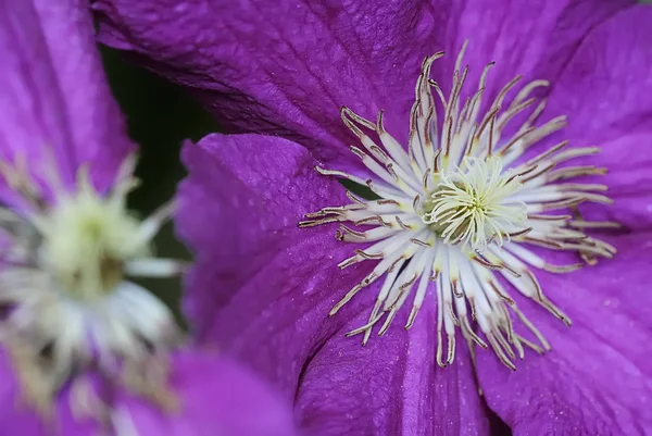 Bellissimi Fiori Sfondo Concetto Floreale — Foto Stock