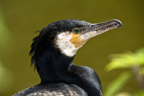 自然の中で美しい鵜の鳥の風景 — ストック写真