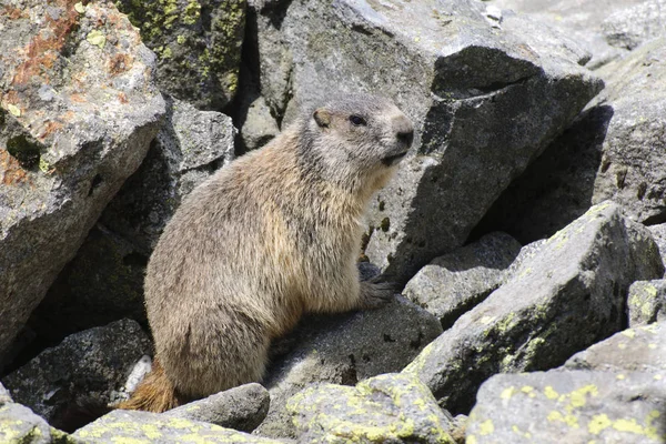 Close Dari Marmot Lucu — Stok Foto