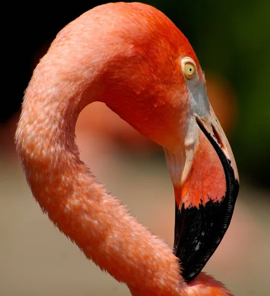 Vacker Utsikt Över Vacker Fågel Naturen — Stockfoto