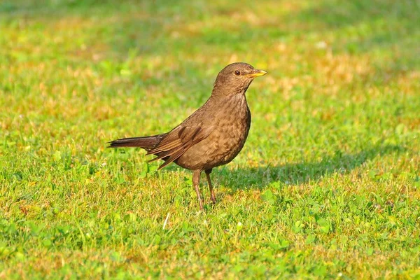 Blackbird Ötücü Kuşu Kuş Bilimi Hayvan Bilimi — Stok fotoğraf