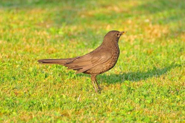 Mirlo Pájaro Cantor Ornitología Fauna —  Fotos de Stock