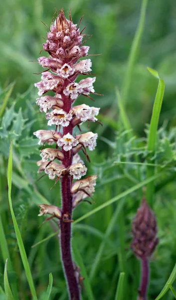 Botanical Curiosity Parasites Eryngo Eryngium Campestre Amethyst Broomrape Orobanche Amethystea — Stock Photo, Image