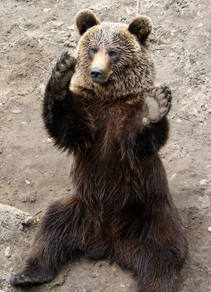 野生動物のシーン 美しい自然 — ストック写真