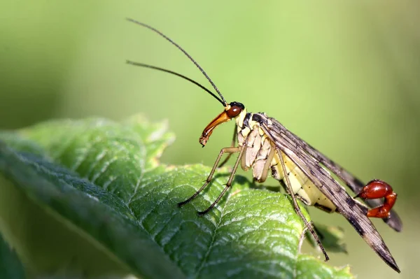 Gros Plan Bug Nature Sauvage — Photo