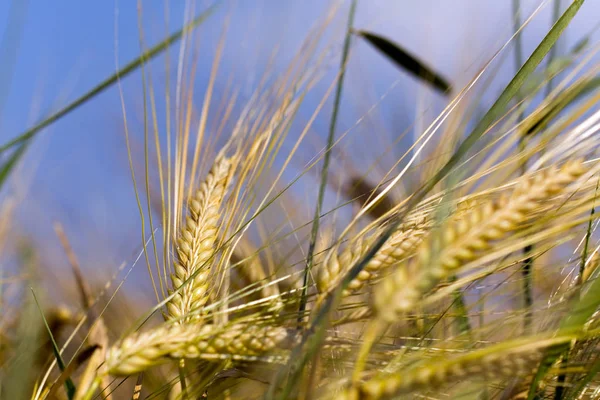 Platteland Tarwelandbouw — Stockfoto