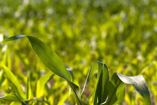 Vista Del Campo Grano Concetto Agricoltura — Foto Stock