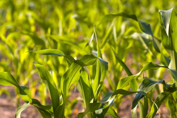 Blick Auf Maisfeld Landwirtschaftliches Konzept — Stockfoto