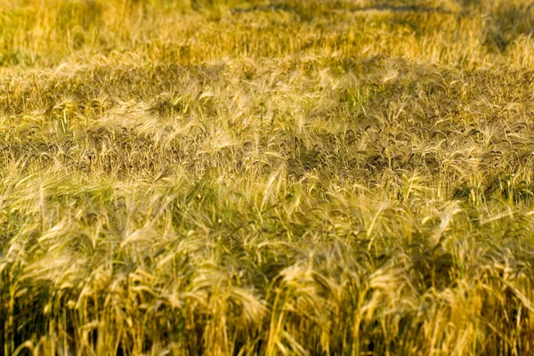 Ländliche Landwirtschaft Weizenfeld — Stockfoto