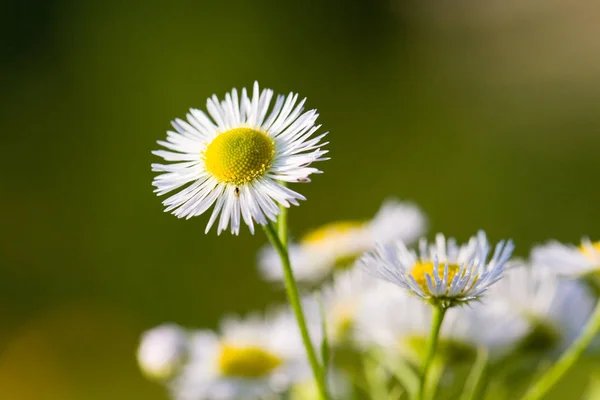 Madeliefjes Weidebloemen Kamille — Stockfoto