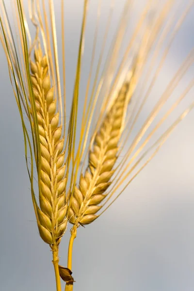 Grano Espigas Trigo Producto Cereales — Foto de Stock