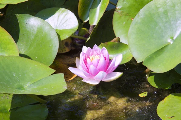 Nilüfer Çiçeği Gölet Bitkisi — Stok fotoğraf