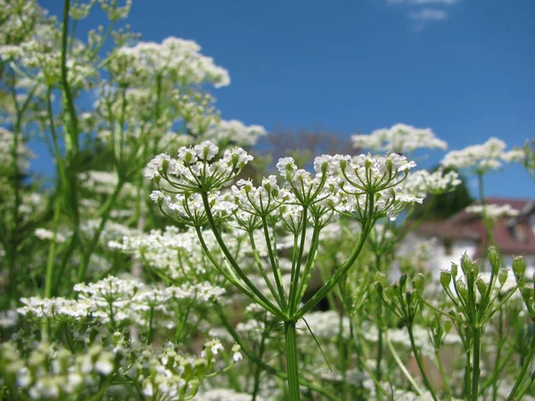 Vackra Blommor Blommigt Koncept Bakgrund — Stockfoto