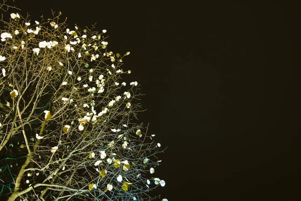 Fond Noël Avec Des Fleurs Blanches Sur Noir — Photo