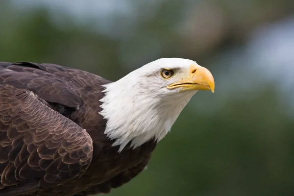 大自然中雄伟秃鹰的景致 — 图库照片