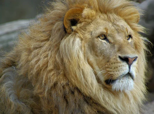 Predator Animal Lion Wildlife — Stock Photo, Image