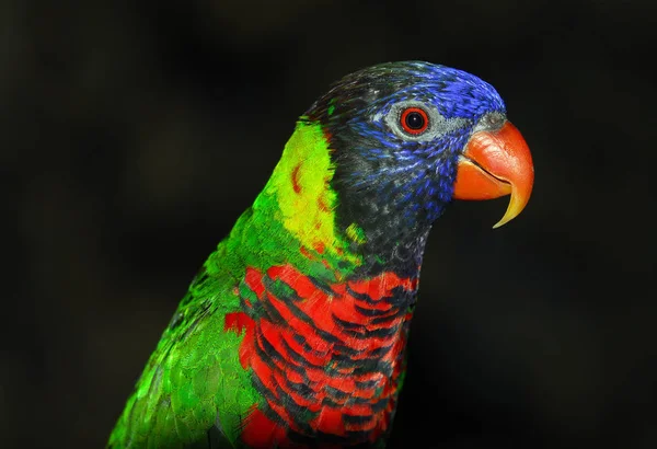 Australian Rainbow Lorikeet — Stock Photo, Image