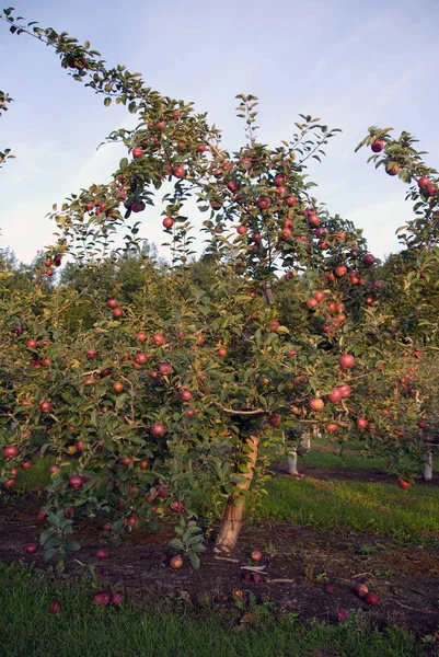 Árbol Manzana Planta Natural Flora Foliar — Foto de Stock