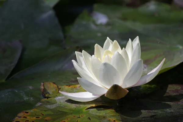 Pétalos Flor Lirio Agua Planta Acuática — Foto de Stock