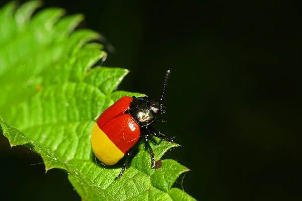 Close Bug Natureza Selvagem — Fotografia de Stock