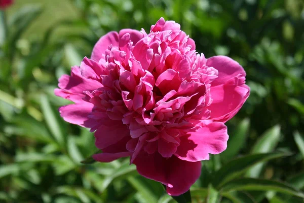 Pion Blommor Kronblad Flora — Stockfoto