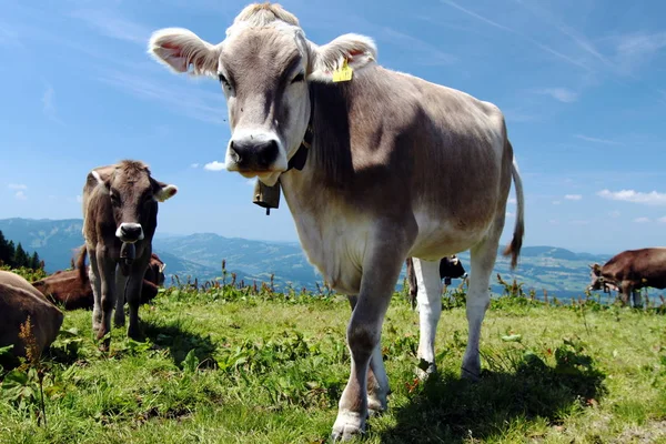 Scénický Pohled Roztomilé Domácí Krávy — Stock fotografie