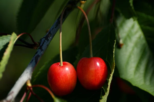 Piros Érett Cseresznye Fán — Stock Fotó