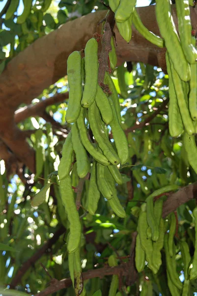 Feijão Verde Jardim — Fotografia de Stock