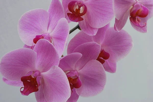 Természetes Orchidea Virág Virágzás Növény — Stock Fotó