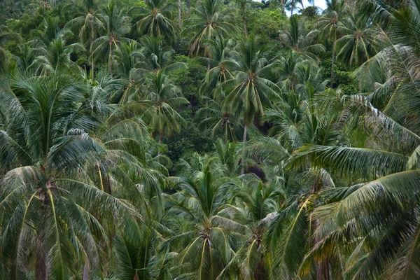 Plantacja Kokosów Koh Samui — Zdjęcie stockowe