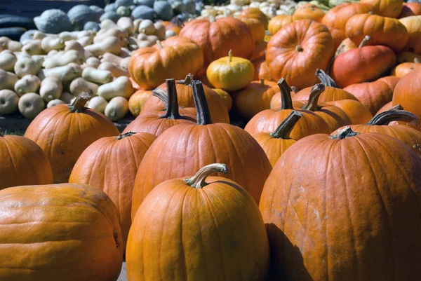 Pumpkins Market — Stock Photo, Image