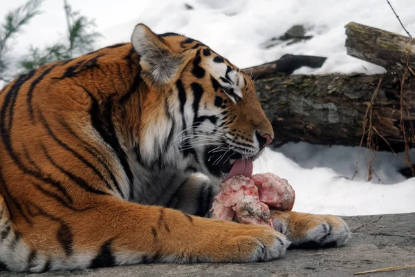 Potente Predatore Gatto Selvatico Animale Tigre Strisce — Foto Stock