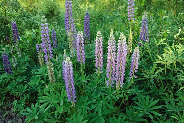 Blommande Lupin Ängsflora — Stockfoto