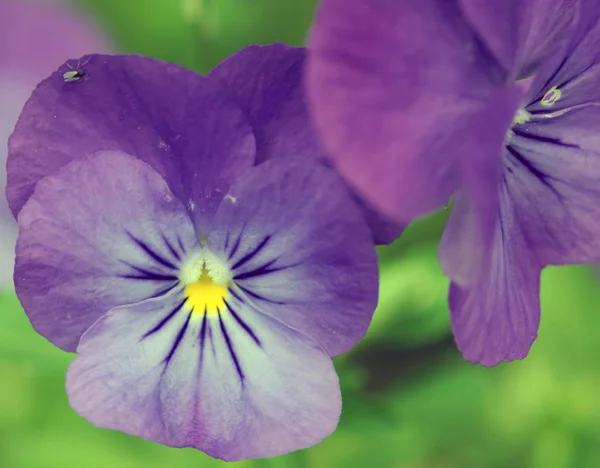 Schöne Blumen Blumiges Konzept Hintergrund — Stockfoto