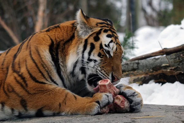 Powerful Predator Wildcat Striped Tiger Animal — Stock Photo, Image