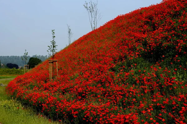 Vue Rapprochée Belles Fleurs Pavot Sauvage — Photo