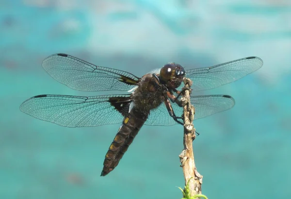 Primo Piano Macro Vista Insetti Libellula — Foto Stock