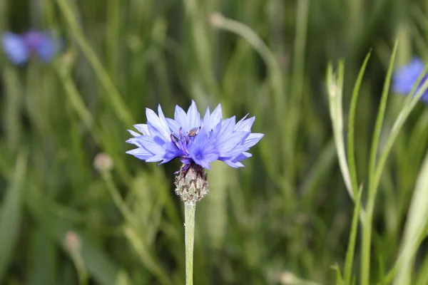 Piękne Botaniczne Ujęcie Naturalna Tapeta — Zdjęcie stockowe