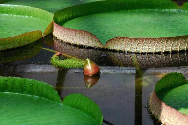 美しい睡蓮を間近に見ることができ — ストック写真