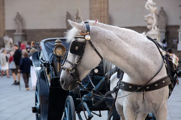 Horse Carriage Piazza Della Signoria — Stock Photo, Image