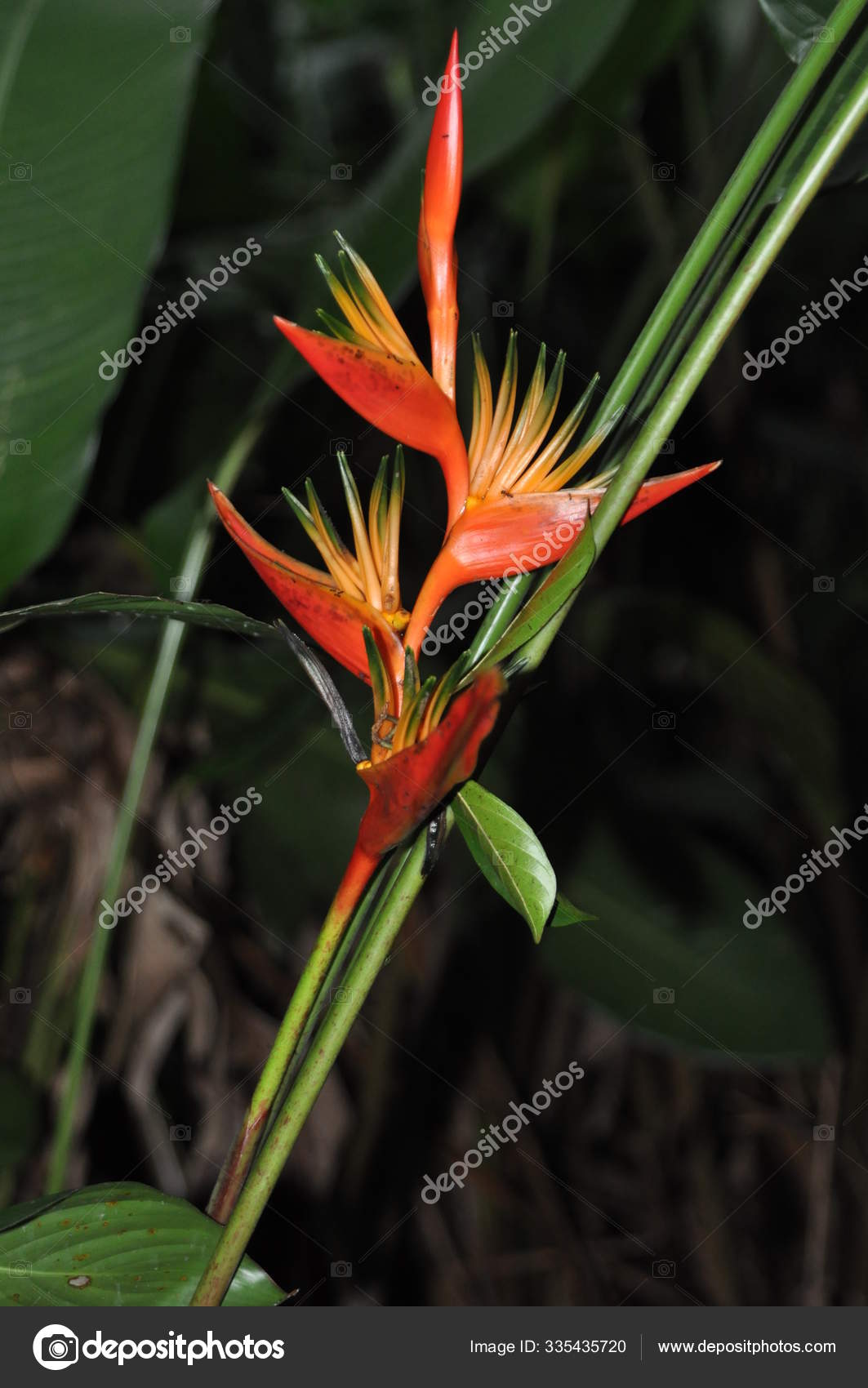Flor Tropical Heliconia Com Pétalas Vermelhas Garras Lobster fotos, imagens  de © PantherMediaSeller #335435720