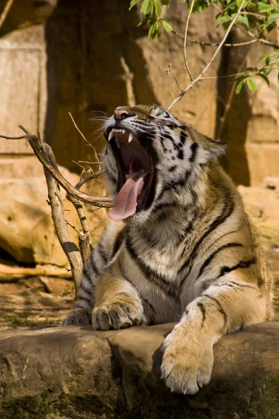 Potente Predatore Gatto Selvatico Animale Tigre Strisce — Foto Stock