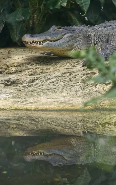 Krokodil Gevaarlijk Amfibisch Dier — Stockfoto