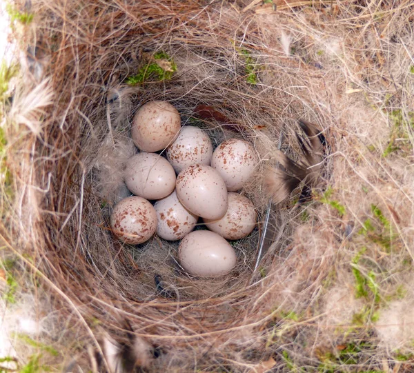 Because Wet April Blue Tits Nest — Stock Photo, Image