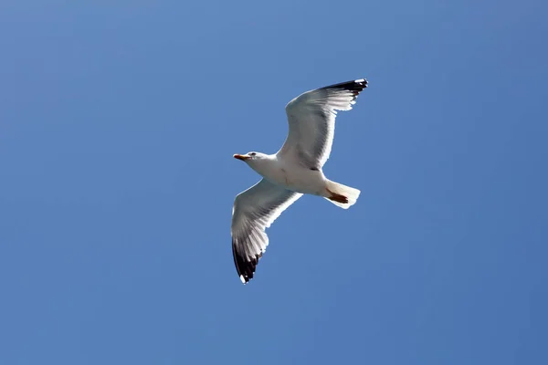 Vacker Utsikt Över Vacker Söt Mås Fågel — Stockfoto