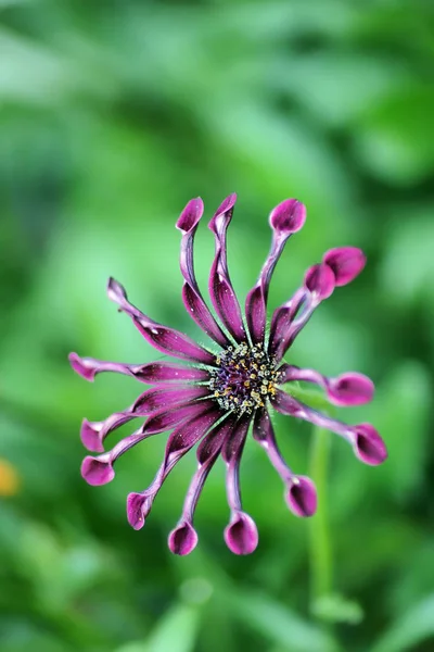 Olika Blommor Selektivt Fokus — Stockfoto