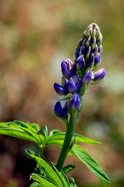 Mooie Bloeiende Bloemen Natuur Achtergrond — Stockfoto